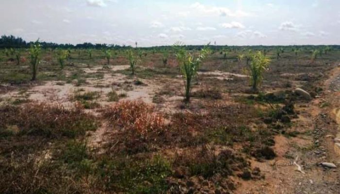 Bupati Minta Usut Alih Fungsi Hutan Mangrove Jadi Kebun Sawit