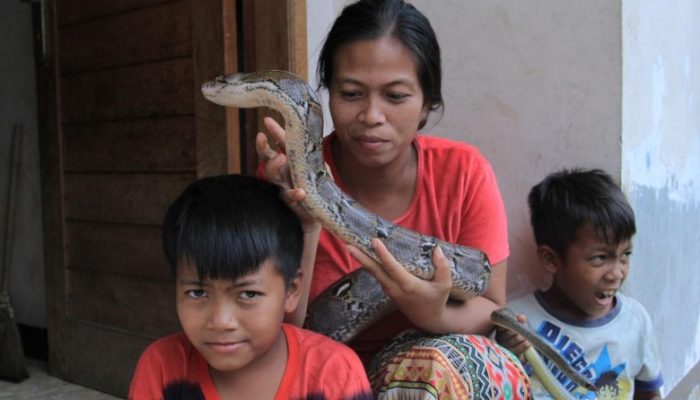 Keahlian Lusi ‘Neng Kobra’ Menangkap Ular Turun ke Anaknya