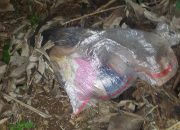 Bocah Lima Tahun Tewas Ditemukan Dalam Karung Plastik