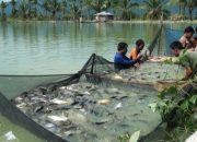Wow.. Ikan Mas Asal Pasaman Kuasai Pasar Ikan Tapanuli