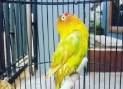 Burung Ini Ditawar Rp 2 M, Kok Bisa?