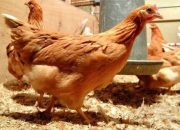 Ilmuwan Berhasil Modifikasi Ayam Untuk Hasilkan Telur Pencegah Kanker