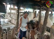 Tips Agar Ternak Babi Anda Bebas Dari Hog Cholera
