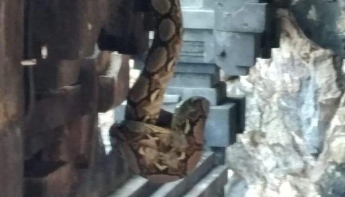 Munculnya Ular Piton di Pura Bali Pertanda Akan Berakhirnya Corona?