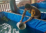 Polres Sibolga Tabur 11.700 Bibit Ikan Lele dan Nila