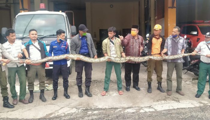 Ular Sanca Sepanjang 5 Meter Berhasil Ditangkap dari Rumah Lurah