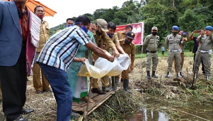 Bupati Taput Tabur Benih Ikan Sekaligus Ikuti Adat “Pature Babani Mual”
