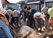 Jamaluddin Pohan Berkurban 15 Ekor Kerbau dan Lembu