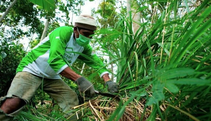 Jelajah Virtual ke Desa Sejahtera Astra Kendal Penghasil Minyak Atsiri