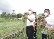 Bupati Taput Panen Perdana Bawang Merah di Desa Simanungkalit Sipoholon