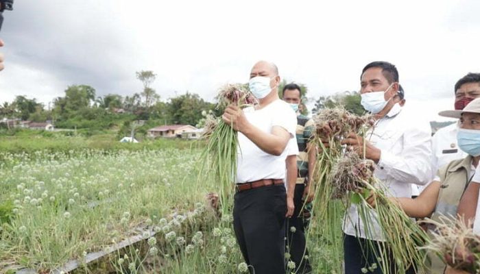 Bupati Taput Panen Perdana Bawang Merah di Desa Simanungkalit Sipoholon