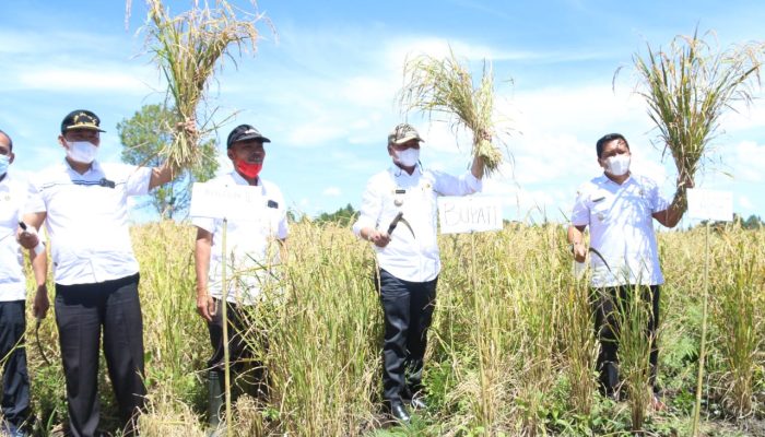 Gerakan Tanam Padi Gogo Untuk Memperkuat Ketahanan Pangan di Taput