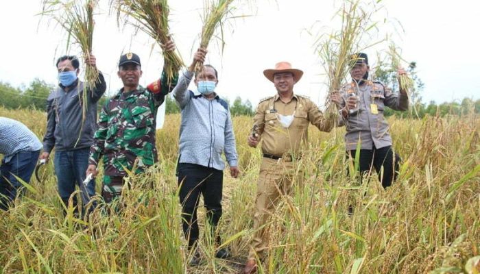 Bupati Taput  Panen Perdana Padi Gogo di Sosor Napa Sabungan Ni Huta IV  Sipahutar