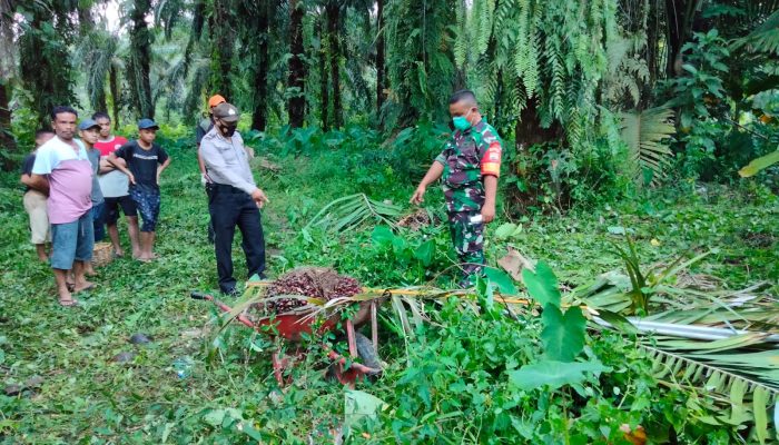 Pekerja Kebun Sawit di Tapeng Tewas Tersengat Listrik
