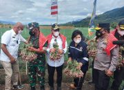 Pangdam I/BB Kapoldasu dan Gubsu Panen Bawang Merah di Kabubaten Karo