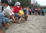 BI Sibolga Lepasliarkan Tukik di Pantai Binasi