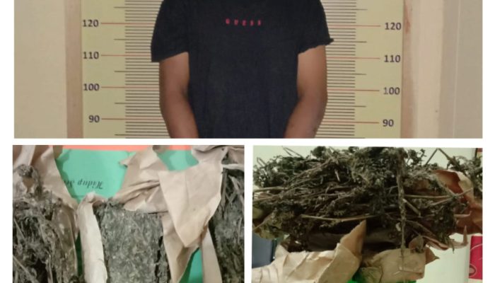 4 Bungkus Daun Ganjang Kering Diamankan dari Pria Warga Hajoran ini