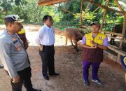 Penyuntikan Vaksin PMK di Tapteng Disaksikan Kapolres