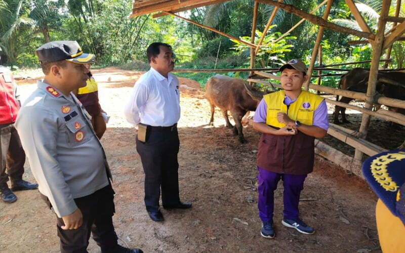 Peninjauan penyuntikan Vaksin PMK di Tapteng. (Ist)