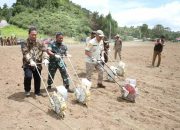 Pemkab Taput Bersama Kodim Uji Coba Kentang dan Jagung Organik