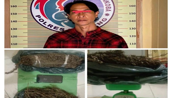 Miliki Ganja Kering Hampir 1 Kg Pria Ini Berhasil Diamankan Petugas