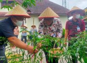 BI Sibolga Panen Perdana Cabai Merah Program Urban Farming