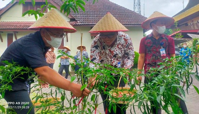 BI Sibolga Panen Perdana Cabai Merah Program Urban Farming