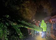 Satu Unit Rumah di Sibolga Ditimpa Pohon