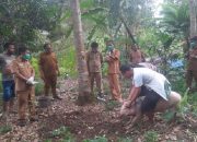 Ternak Babi Diserang Penyakit ASF di Humbahas, Dinas Peternakan dan Perikanan Turun Tangan