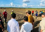 Presiden Jokowi Tinjau Food Estate Papua yang Siap Tanam Jagung