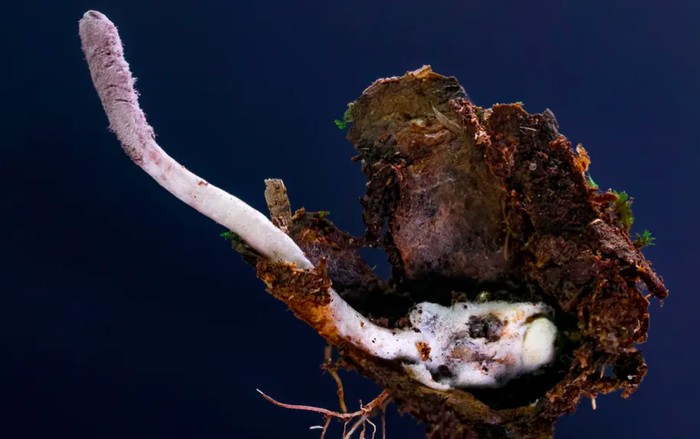 Para Ilmuwan Temukan Jamur Parasit Baru yang Memangsa Laba-laba Trapdoor di Hutan Hujan Atlantik Brasil