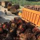 Harga Tandan Buah Segar (TBS) Sawit di Sumatera Utara Turun pada Pekan Ini