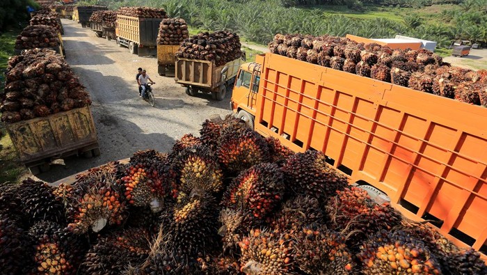 Harga Tandan Buah Segar (TBS) Sawit di Sumatera Utara Turun pada Pekan Ini