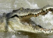 Seorang Nelayan Bertarung Melawan Buaya untuk Menyelamatkan Istrinya