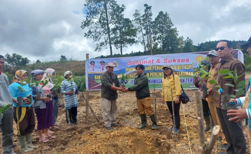 Dinas Ketapang dan Pertanian Kabupaten Samosir Salurkan Bantuan Bibit Kopi dan Pupuk untuk Program Perluasan Tanaman Kopi Arabika