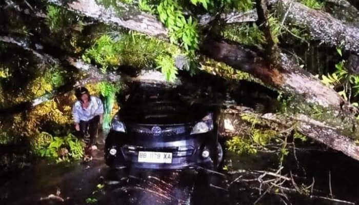 Akibat Hujan Lebat 1 Unit Minibus Tertimpa Pohon di Jalan Sibolga-Tarutung