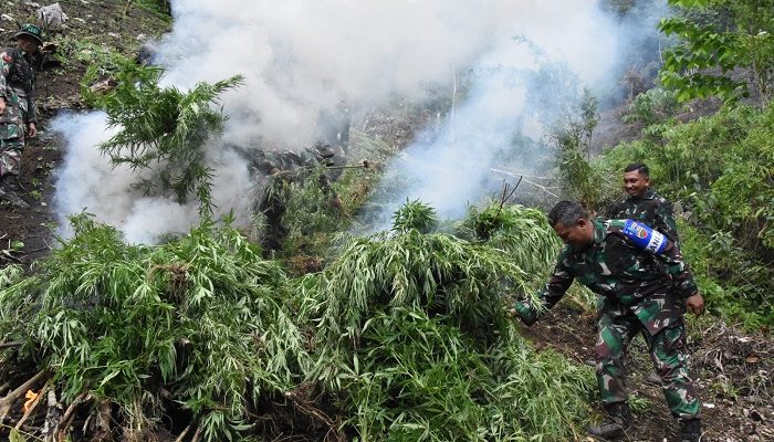 Danrem Pimpin Pemusnahan Ladang Ganja Seluas 3 Hektare di Madina
