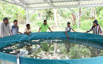 Pemerintah Kabupaten Samosir Dorong Petani Ikan dengan Sistem Bioflok