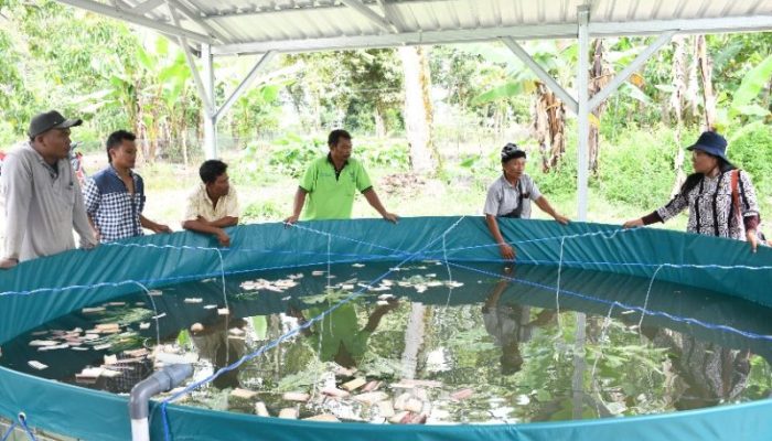 Pemerintah Kabupaten Samosir Dorong Petani Ikan dengan Sistem Bioflok