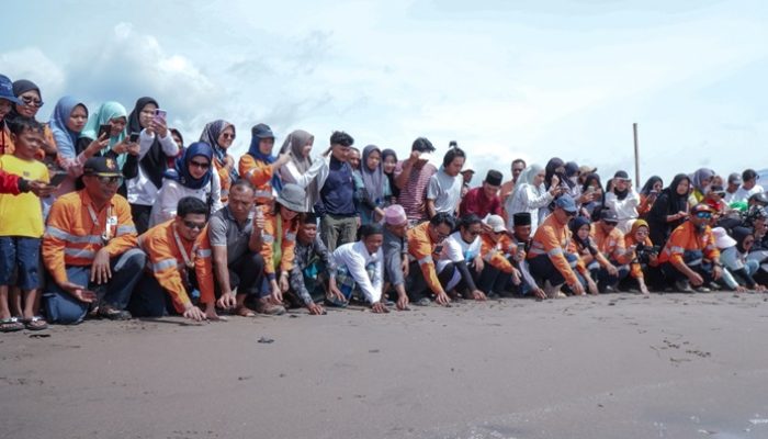 PT AR Lepas 1.000 Tukik di Pantai Barat Muara Opu Dukung Keanekaragaman Hayati Laut