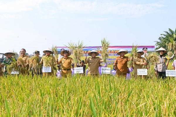 Panen Padi di Tanjungmorawa: Pj Gubernur Sumut Pastikan Stok Beras Aman