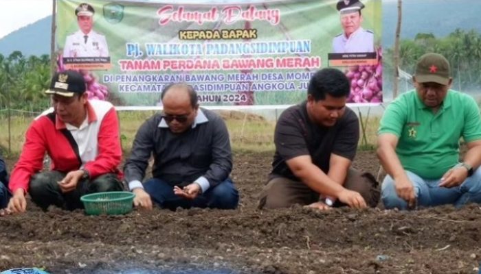 Pemerintah Kota Padangsidimpuan Melakukan Pertanaman Bawang Merah untuk Menekan Inflasi Pangan