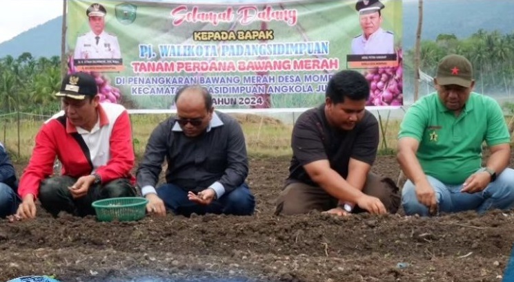 Pemerintah Kota Padangsidimpuan Melakukan Pertanaman Bawang Merah untuk Menekan Inflasi Pangan