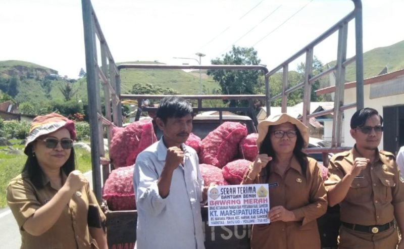 Pemerintah Kabupaten Samosir Salurkan 20 Ton Bibit Bawang Merah kepada Kelompok Tani