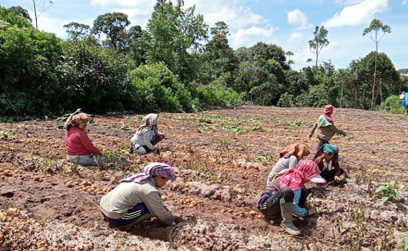 Pemkab Samosir Gelar Panen Perdana Kentang di Desa Ronggur Nihuta