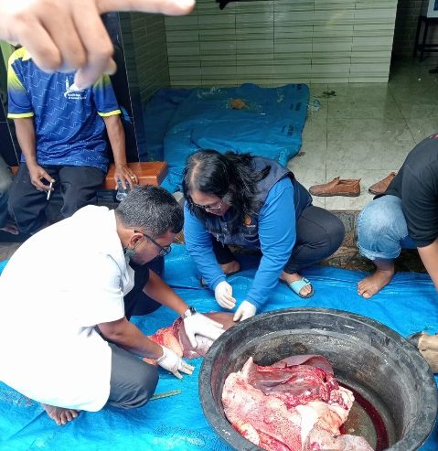 Pemerintah Kabupaten Samosir dan PDHI Sumut Gelar Pemeriksaan Hewan Kurban di Hari Raya Idul Adha 1445 Hijriah