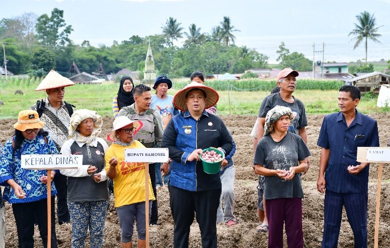 Bupati Samosir Bersama Poktan Baringin Tanam Bawang Merah untuk Meningkatkan Ekonomi Petani