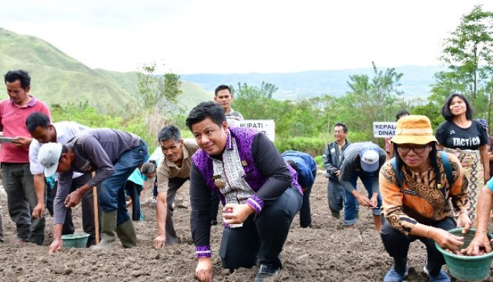 Bupati Samosir Tanam Bersama Kelompok Tani Bawang Merah di Desa Hariara Pohan