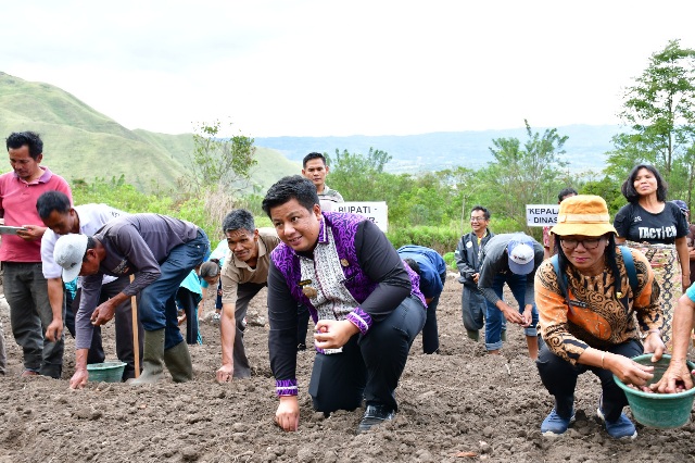Bupati Samosir Tanam Bersama Kelompok Tani Bawang Merah di Desa Hariara Pohan