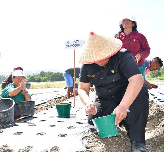 Bupati Samosir Memimpin Penanaman Bawang Merah di Desa Sitoluhuta-Pangururan